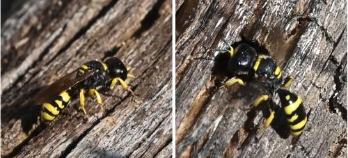Réf. 348 684 : Ectemnius sp.